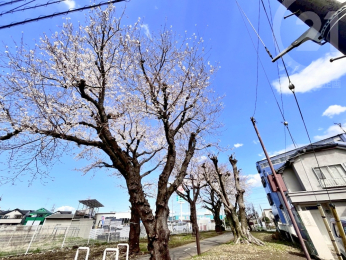  当物件の北側には緑道が面しています。